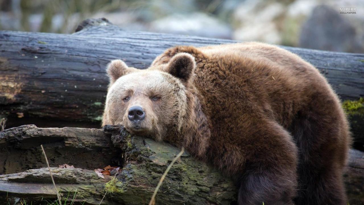 Lazy Bear Ξενοδοχείο Jezerce Εξωτερικό φωτογραφία
